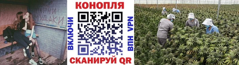 Канабис VHQ  купить  цена  hydra ссылка  Чердынь 